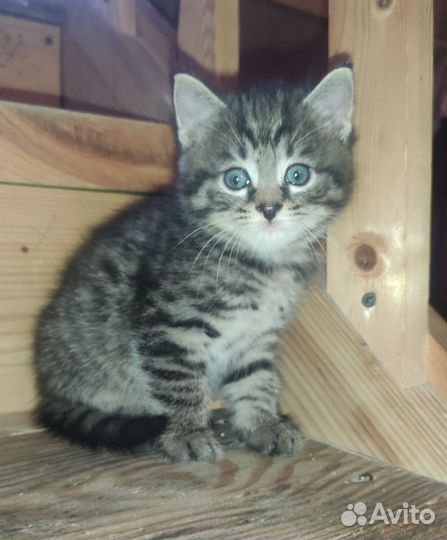 Котята в добрые руки бесплатно