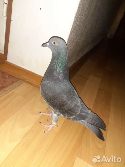 Голубь