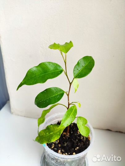 Фикус Бенджамина Моник