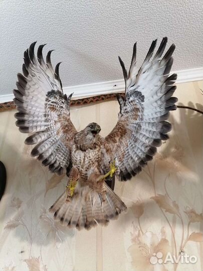 Чучело Птицы