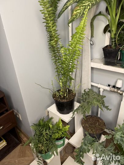 Папоротники различнве