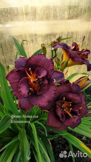 Лилейники сортовые