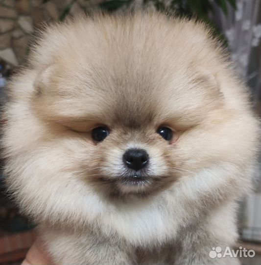 Очаровательная девочка