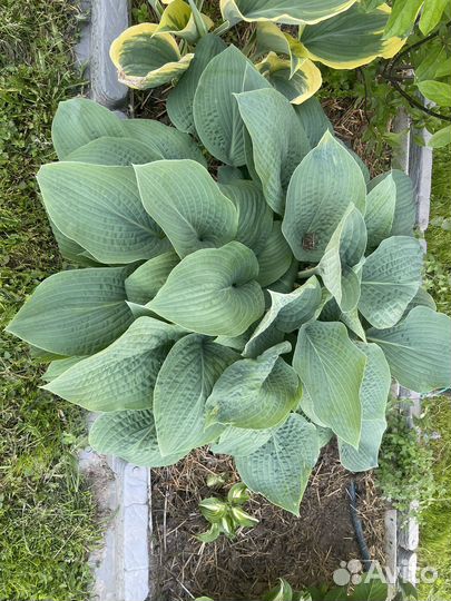 Хосты сортовые