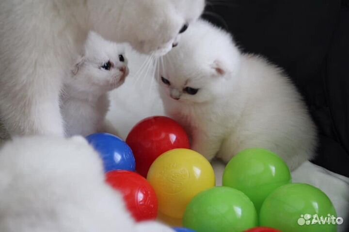 Шикарные британские котята редчайшего окраса