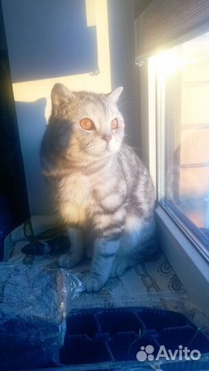 Шотландский кот в дар