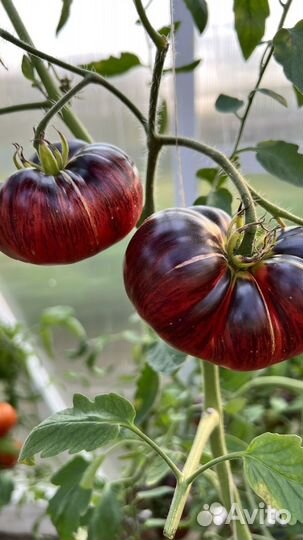 Семена сортовых премиальных томатов коллекционные