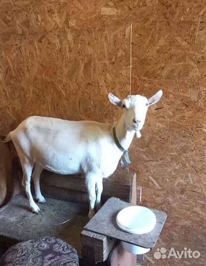 Дойные козы и козочки