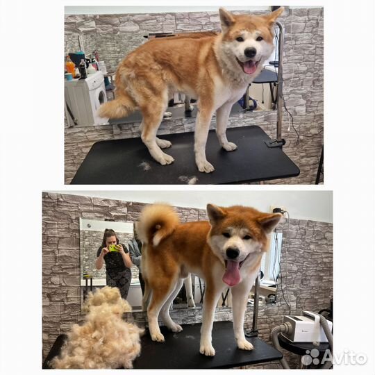 Модель на груминг