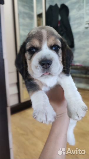 Щенки бигль