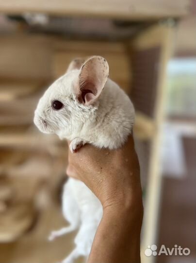 Витрина для шиншилл шиншилла клетка