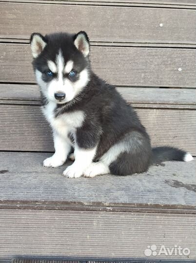 Щенки породы Сибирский хаски