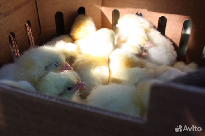 Цыплята Бройлеры на 21.06 Импорт