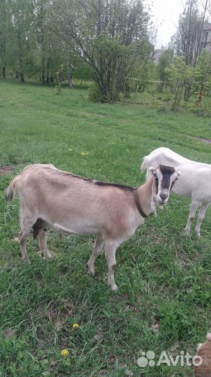 Коза дойная ламанча