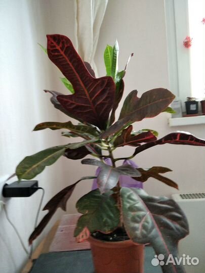 Растение Кротон (Кодиеум)