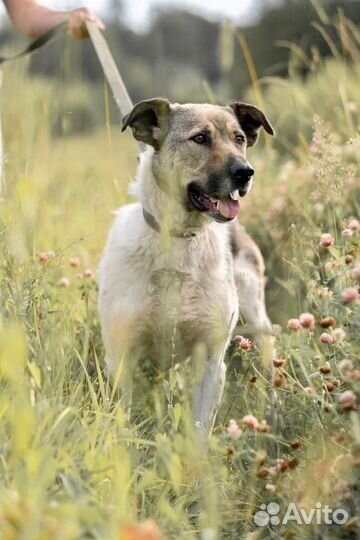 Метис среднеазиатской овчарки
