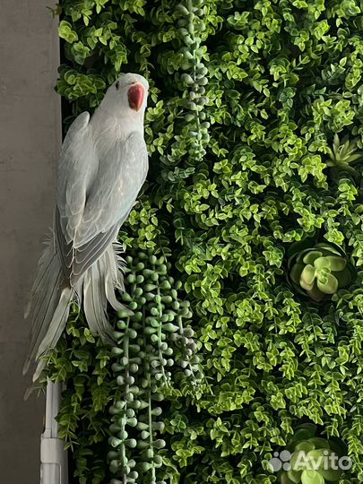 Ожереловый попугай самец