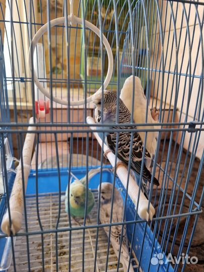 Попугаи Чехи