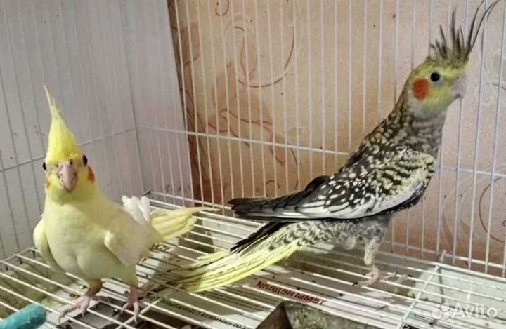 Продам корелл