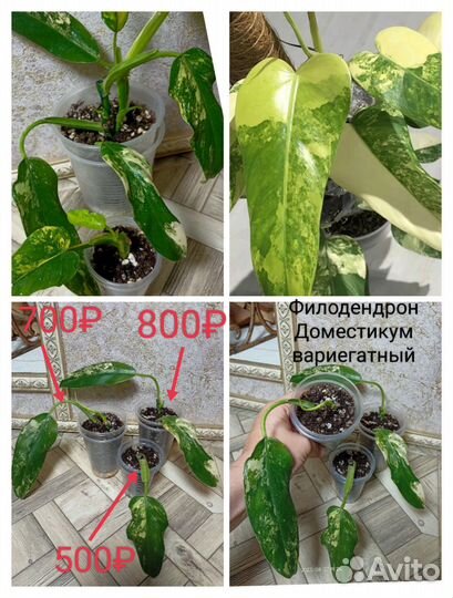 Филодендрон несколько сортов