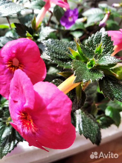 Гибискус. Ахименесы