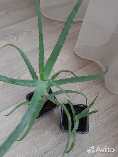 Алоэ древовидное (столетник)