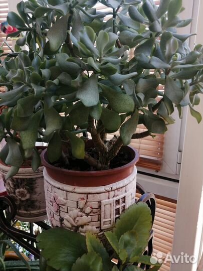 Комнатные растения цветы