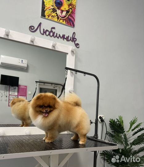 Стрижка собак требуются модели