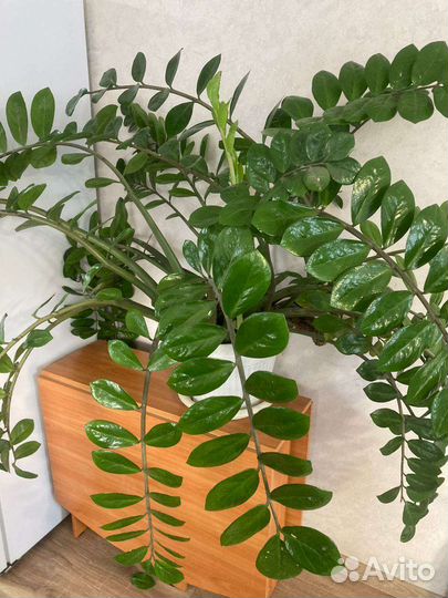 Продам замиокулькас