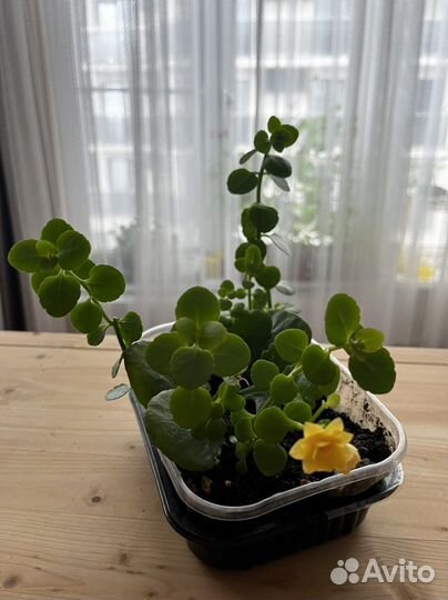 Комнатные растения - эписция, пахистахис, каланхоэ