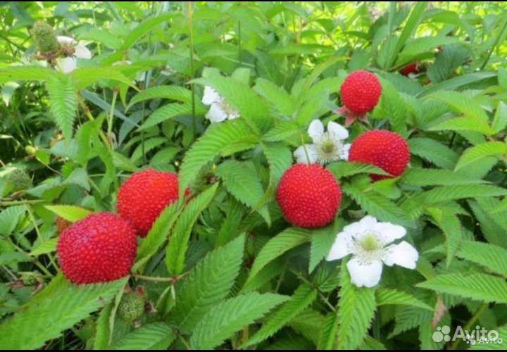 Малина Тибетская