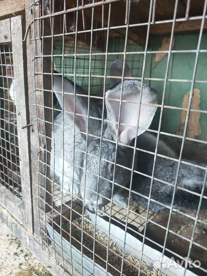 Кролики фландр