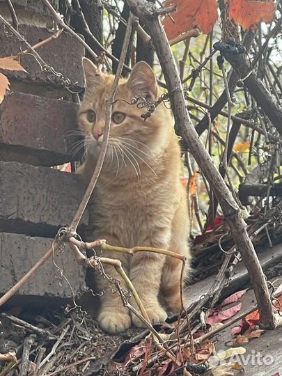Кошки
