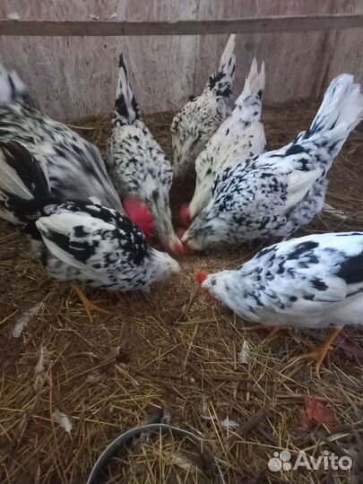 Инкубационное яйцо