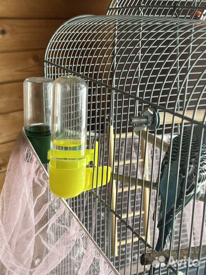 Волнистые попугаи