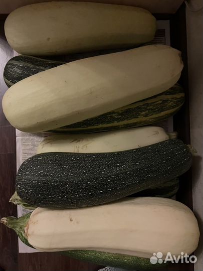 Продаю кабачки, тыкву