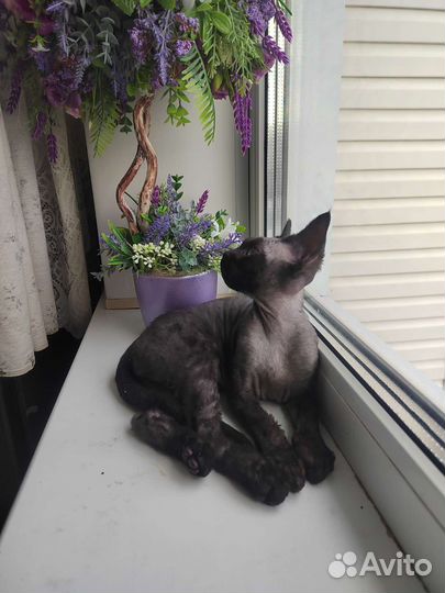 Девон Рекс девочки