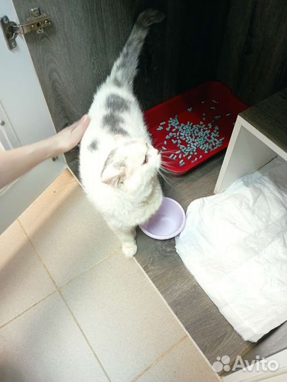 Котик Элвис