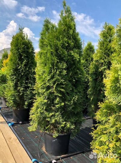 Туя вип Колумна