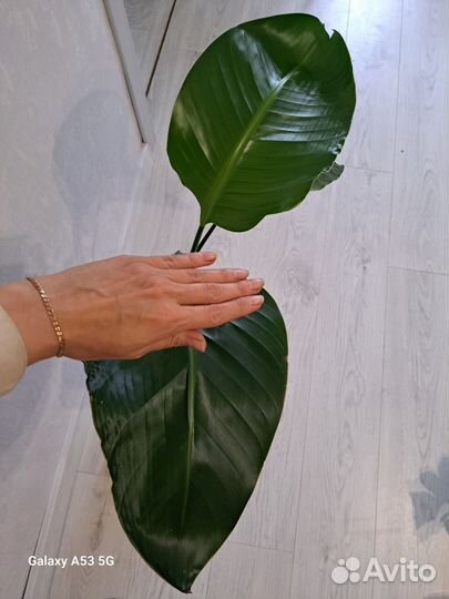 Стрелиция Николая