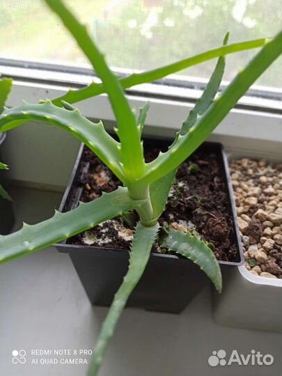 Алоэ столетник