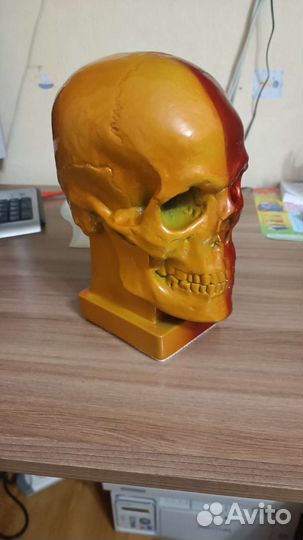 Череп из гипса