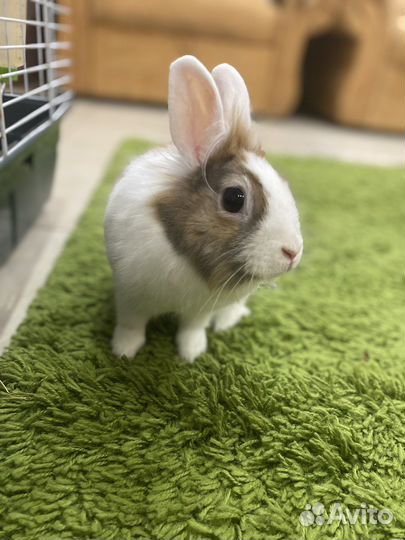 Декоративный кролик