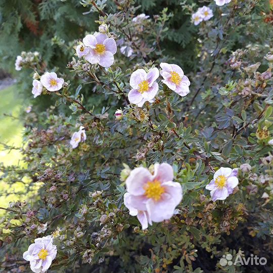 Декоративные кустарники