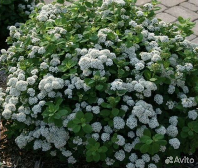 Саженцы Калины Бульдоненеж, спиреи, жимолости