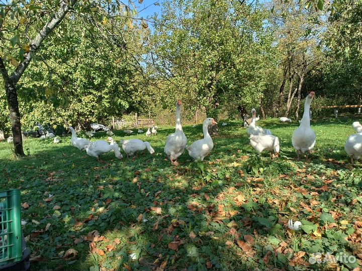 Гуси на племя