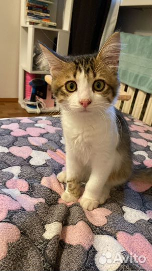 Кошка