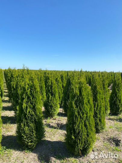 Туя Смарагд 140 см из питомника