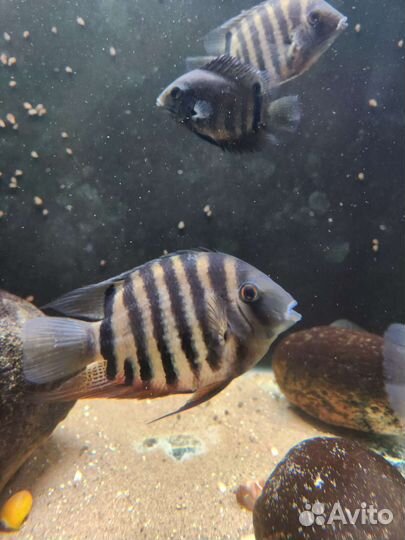 Рыбы Северум