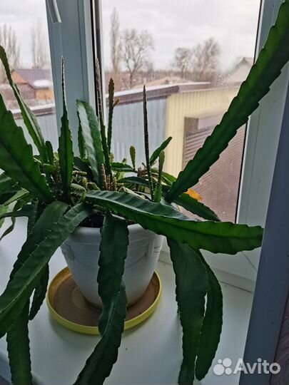 Комнатные цветы алоэ